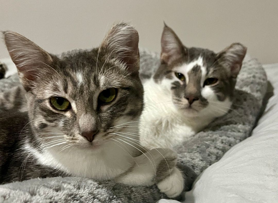 Enlarge Taylor S. and Travis K. , a Adopted Domestic Short Hair in OVERLAND PARK, KS image 4/4