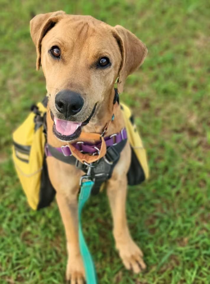 Enlarge Kamalani, a Adoptable mixed breed in Kapaa, HI image 1/1