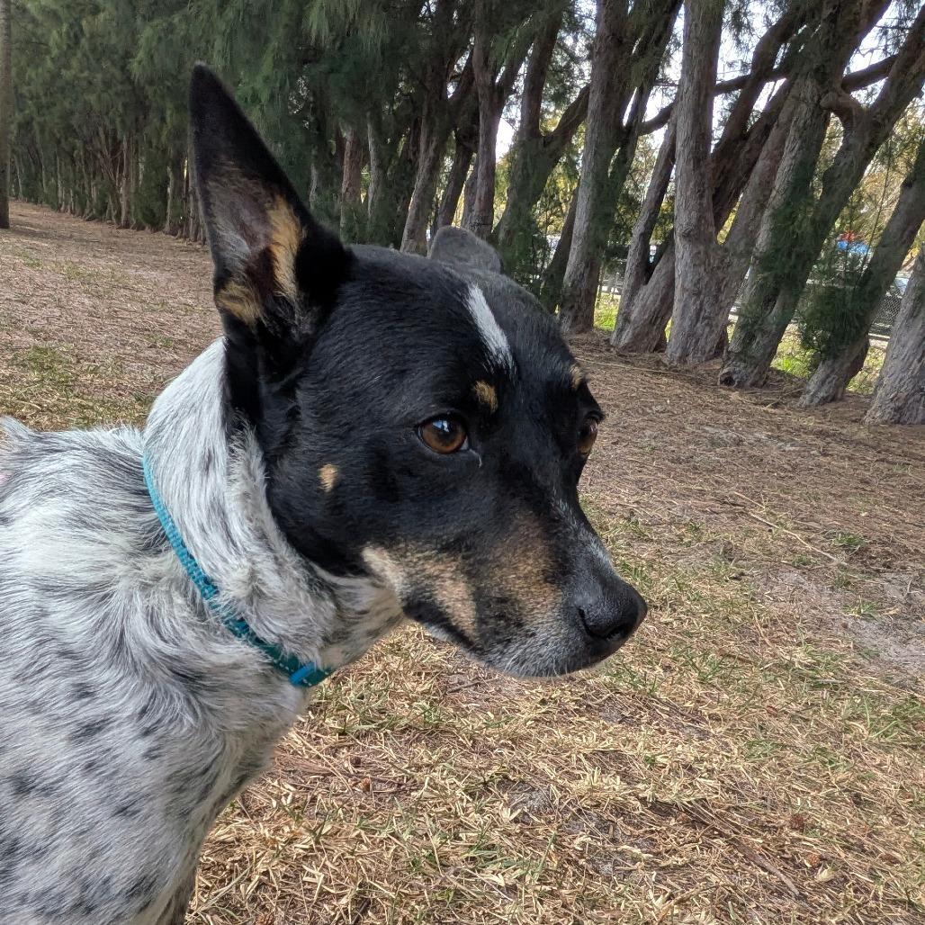 Enlarge Freedom, a Adoptable mixed breed in Jupiter, FL image 1/6