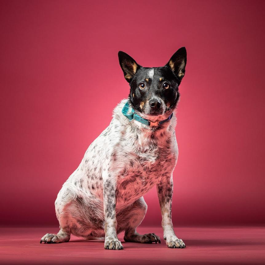 Enlarge Freedom, a Adoptable mixed breed in Jupiter, FL image 3/6