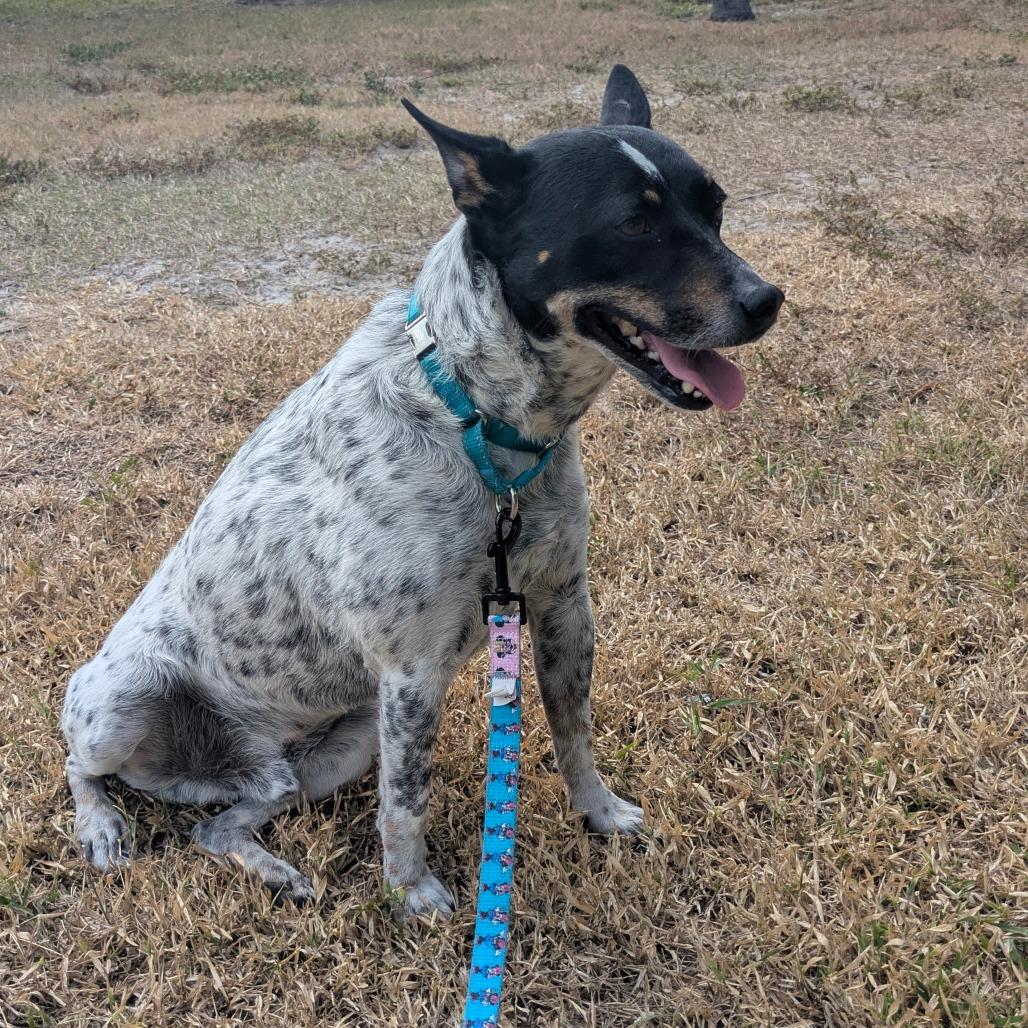 Enlarge Freedom, a Adoptable mixed breed in Jupiter, FL image 4/6