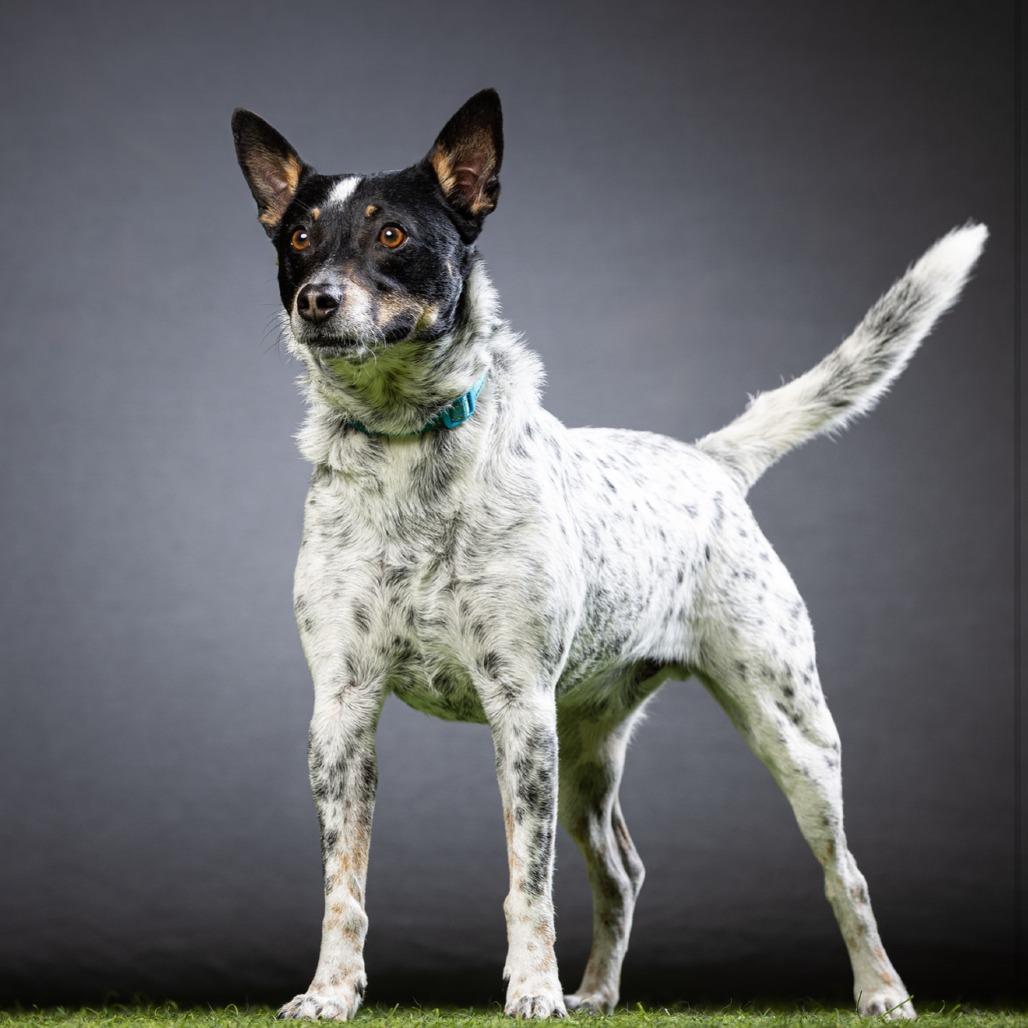 Enlarge Freedom, a Adoptable mixed breed in Jupiter, FL image 5/6