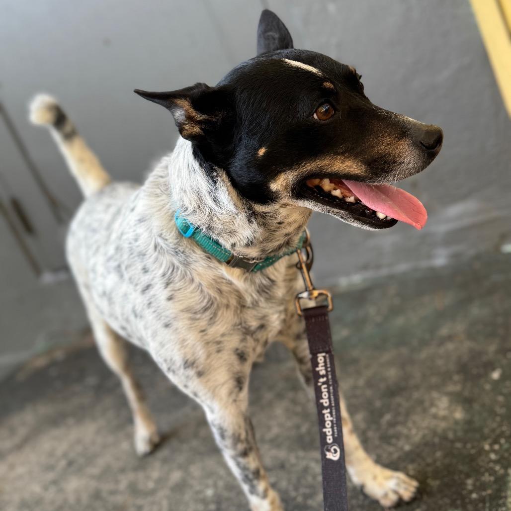 Enlarge Freedom, a Adoptable mixed breed in Jupiter, FL image 6/6
