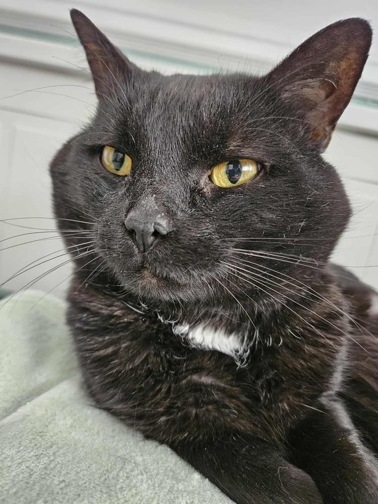 Enlarge Mr. Kat, a Adoptable Domestic Short Hair in Ferndale, MI image 1/3
