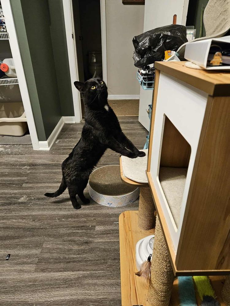 Enlarge Mr. Kat, a Adoptable Domestic Short Hair in Ferndale, MI image 2/3