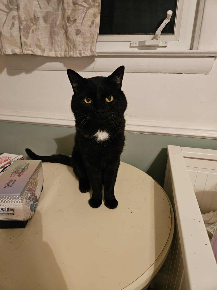 Enlarge Mr. Kat, a Adoptable Domestic Short Hair in Ferndale, MI image 3/3