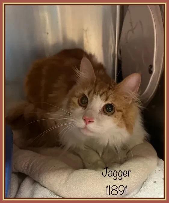 Meet Jagger  ID 11891 Cat Room 1  Cage 622 Intake Date July 13 Age 2 years  Weight