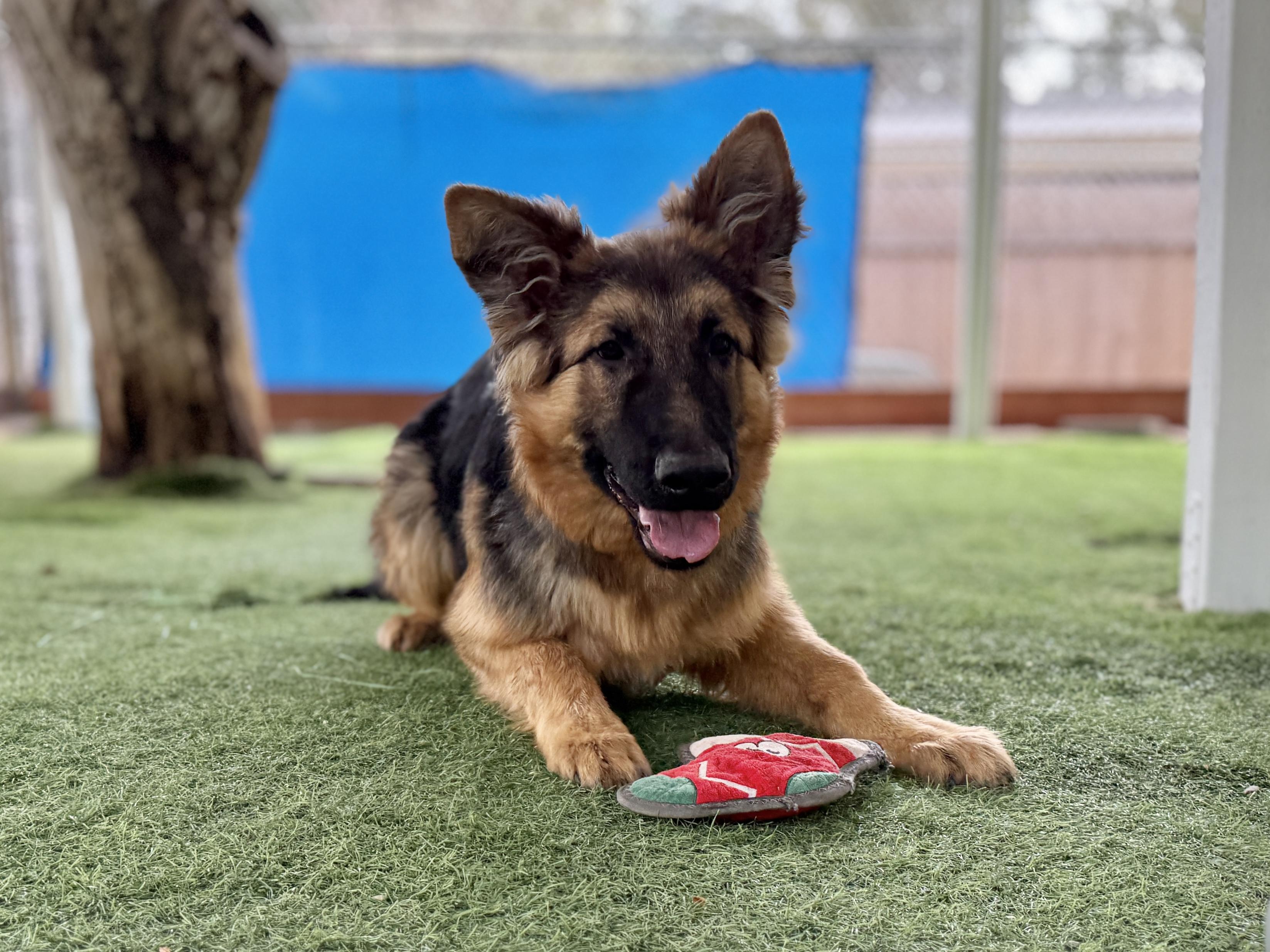 Enlarge Winston, an adopted German Shepherd Dog in San Diego, CA image 1/3