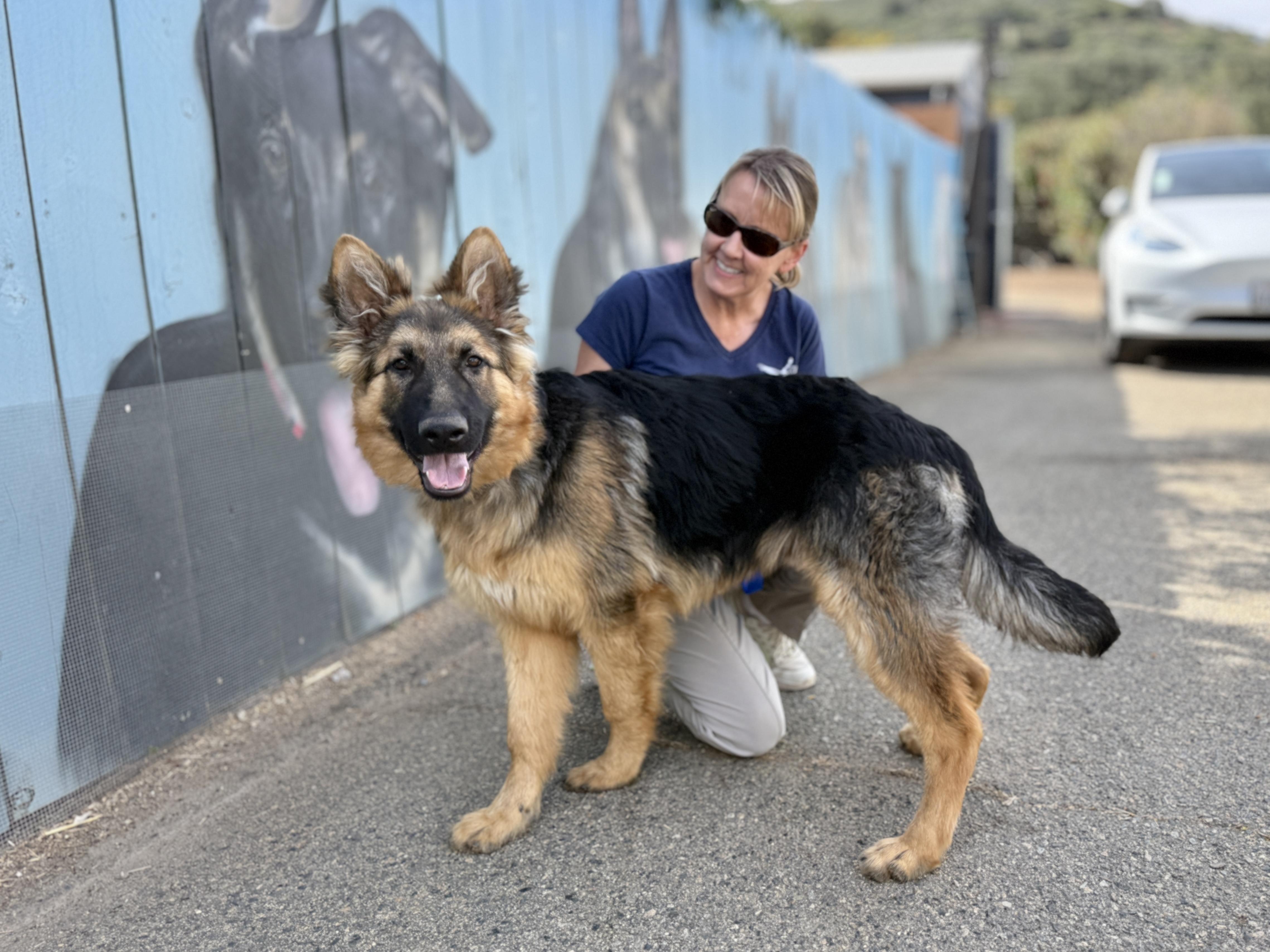 Enlarge Winston, an adopted German Shepherd Dog in San Diego, CA image 3/3