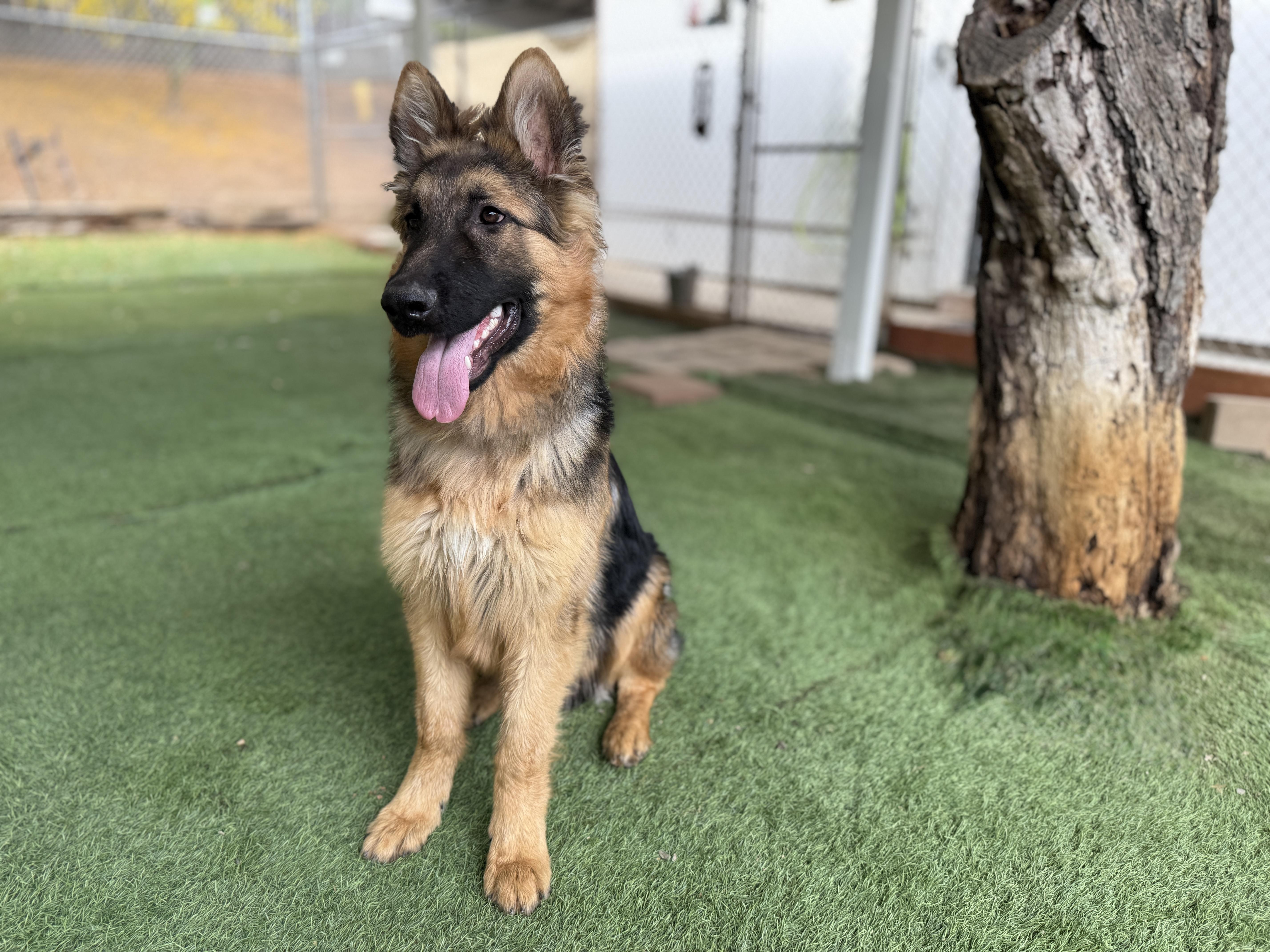 Enlarge Winston, an adopted German Shepherd Dog in San Diego, CA image 2/3