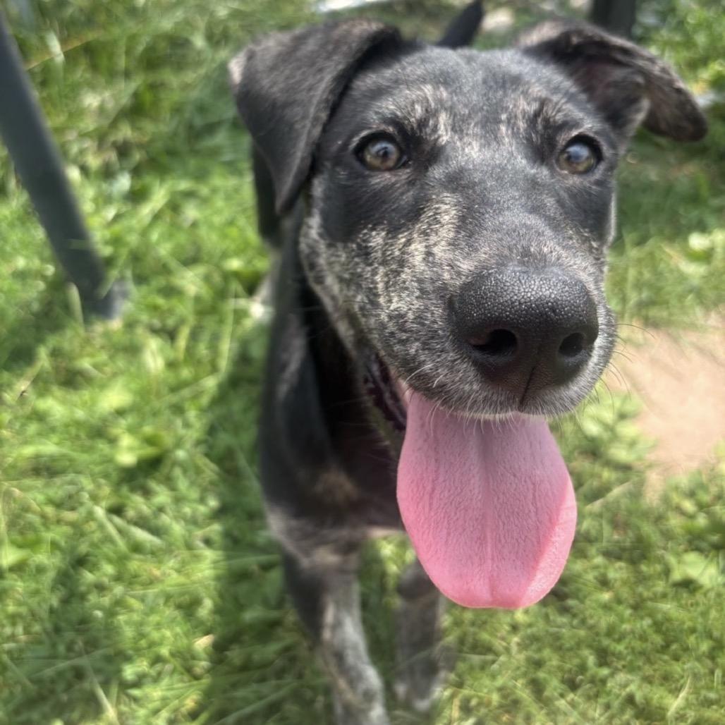 Lola, Adoptable, Young Female Labrador Retriever & Mixed Breed.
