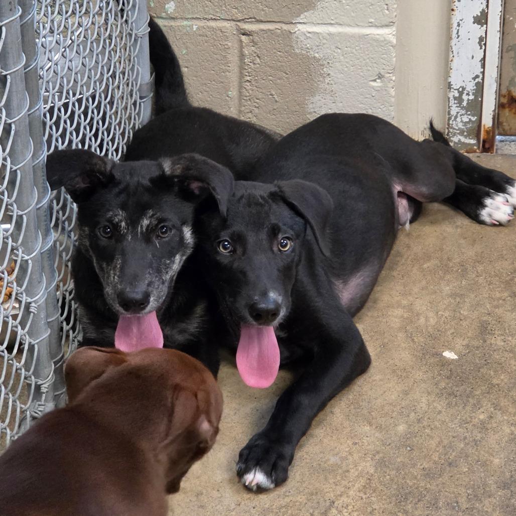 Enlarge Lola, a Adoptable mixed breed in Easton, PA image 2/6