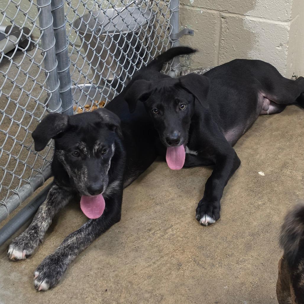 Enlarge Lola, a Adoptable mixed breed in Easton, PA image 3/6