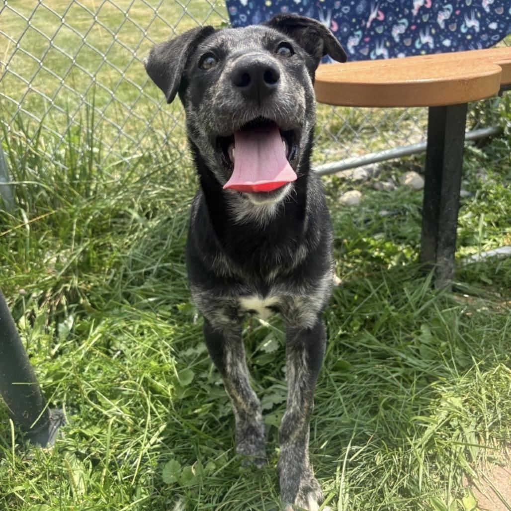 Enlarge Lola, a Adoptable mixed breed in Easton, PA image 5/6
