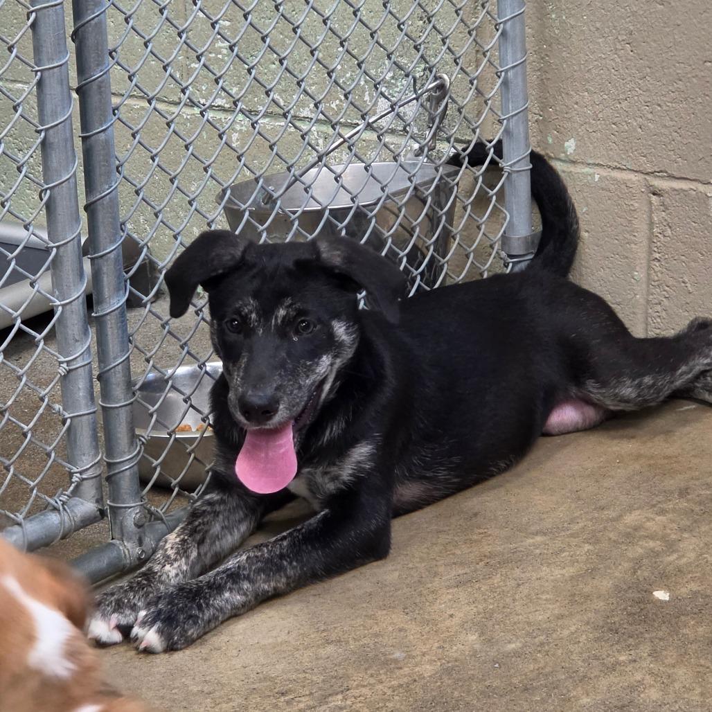 Enlarge Lola, a Adoptable mixed breed in Easton, PA image 6/6