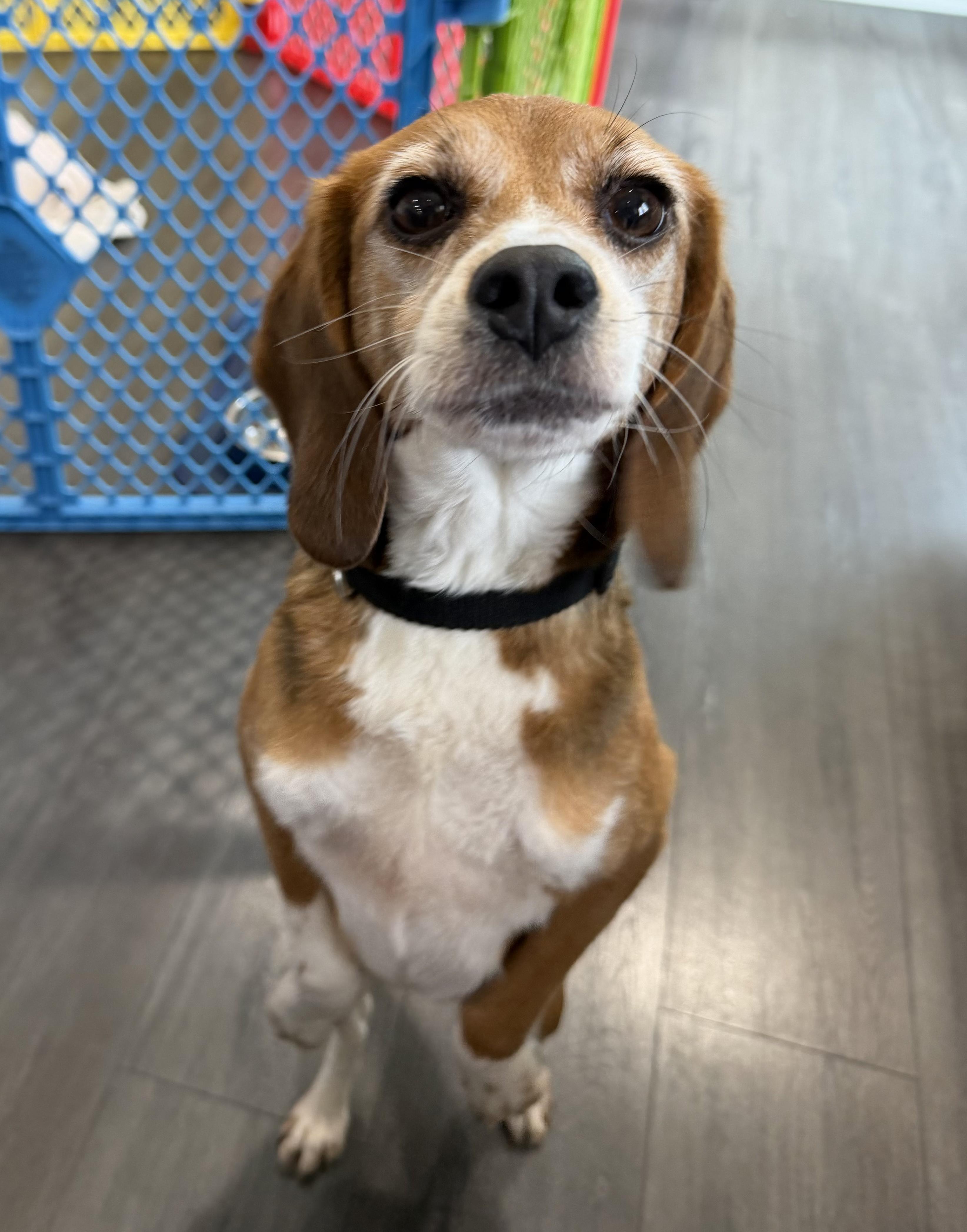 Enlarge Buttons, an adopted Beagle in Grayslake, IL image 2/3
