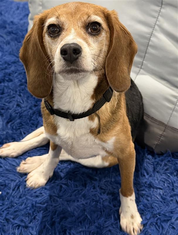 Enlarge Buttons, an adopted Beagle in Grayslake, IL image 1/3