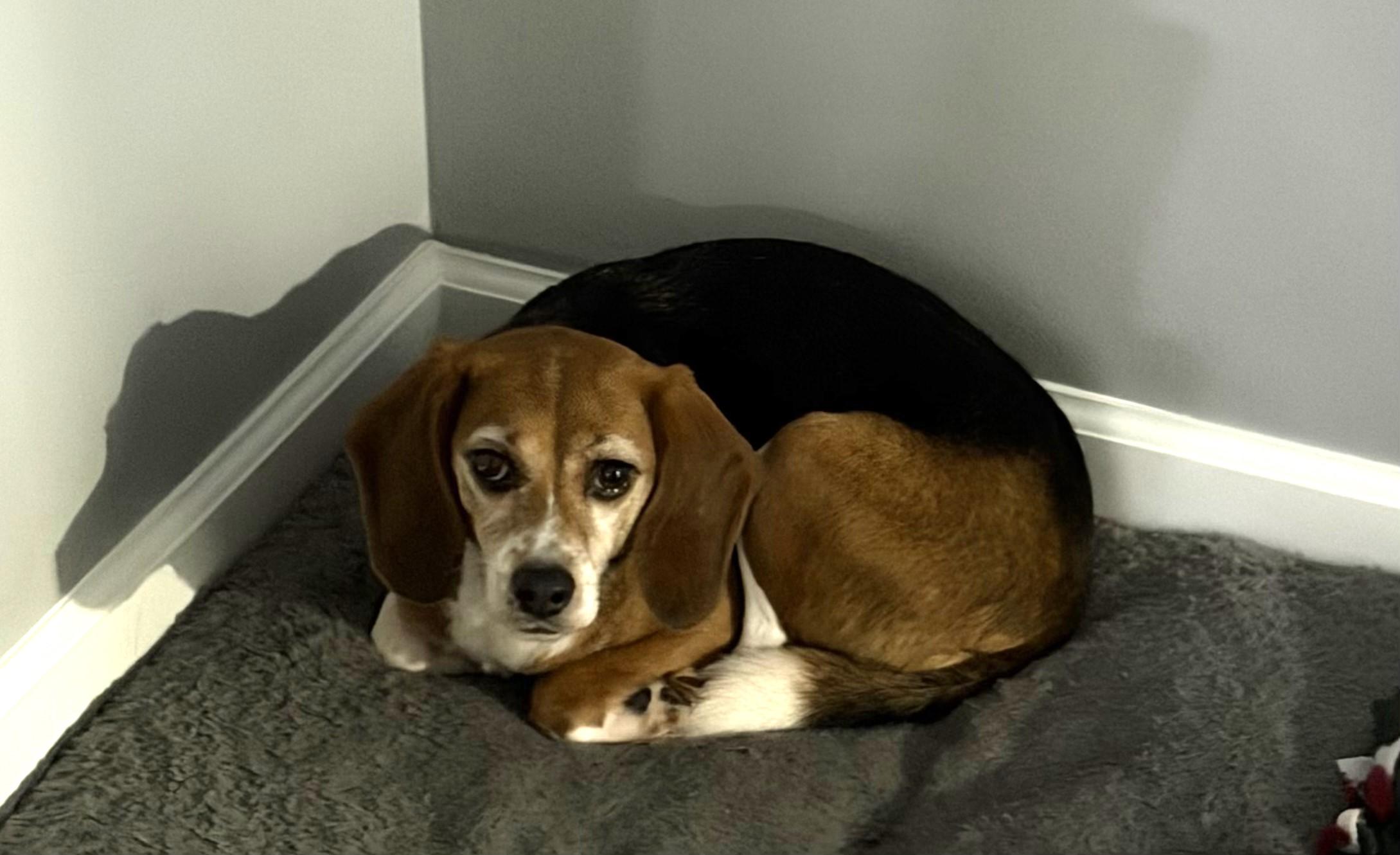 Enlarge Buttons, an adopted Beagle in Grayslake, IL image 3/3