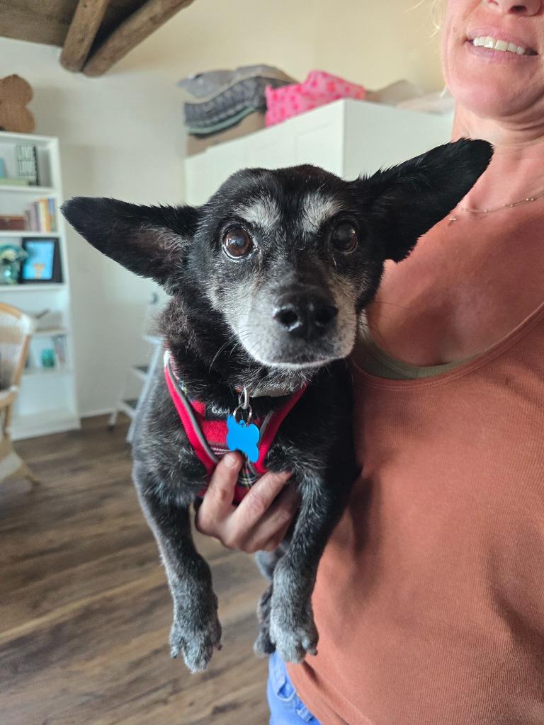 Brooks, Adoptable, Adult Male Chihuahua & Terrier.