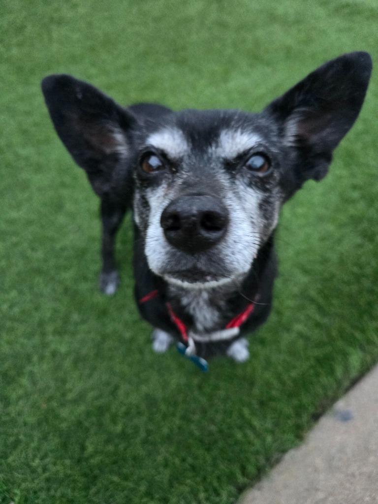 Brooks, Adoptable, Adult Male Chihuahua & Terrier.