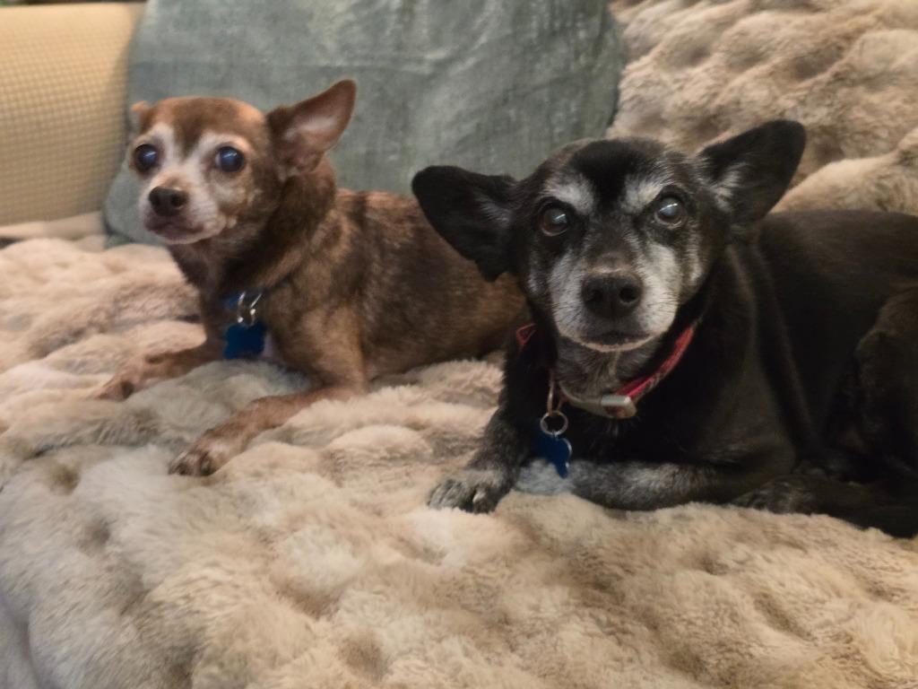 Brooks, Adoptable, Adult Male Chihuahua & Terrier.