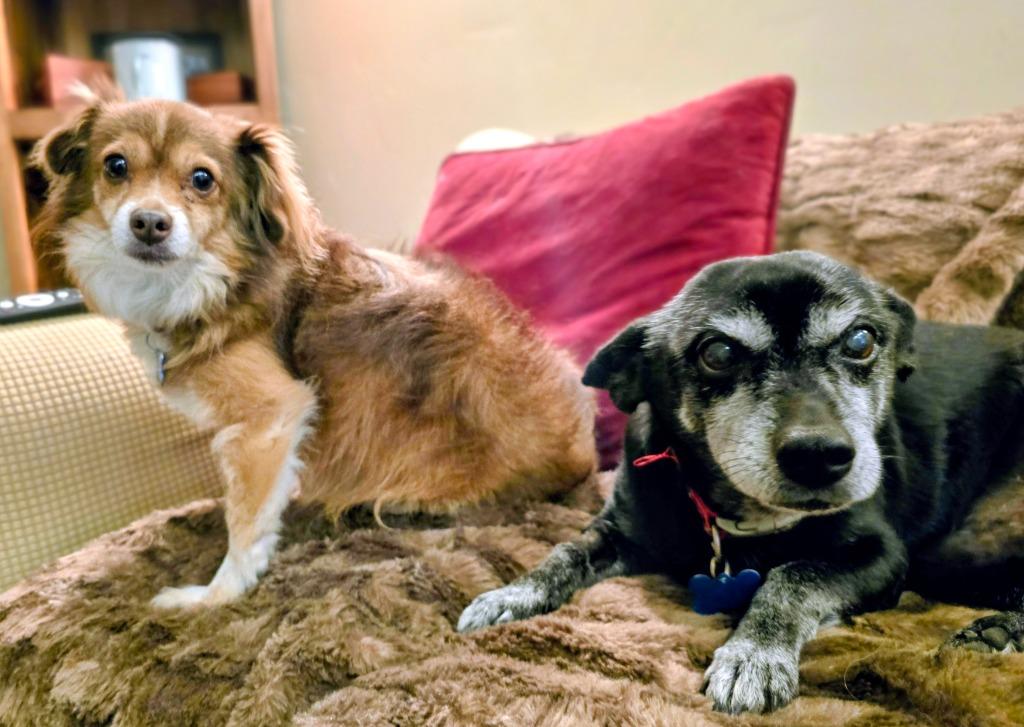 Enlarge Brooks, a Adoptable mixed breed in El Cajon, CA image 2/5