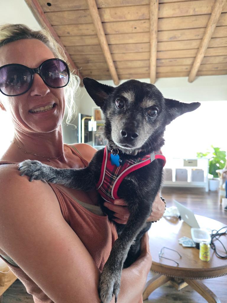 Enlarge Brooks, a Adoptable mixed breed in El Cajon, CA image 4/5