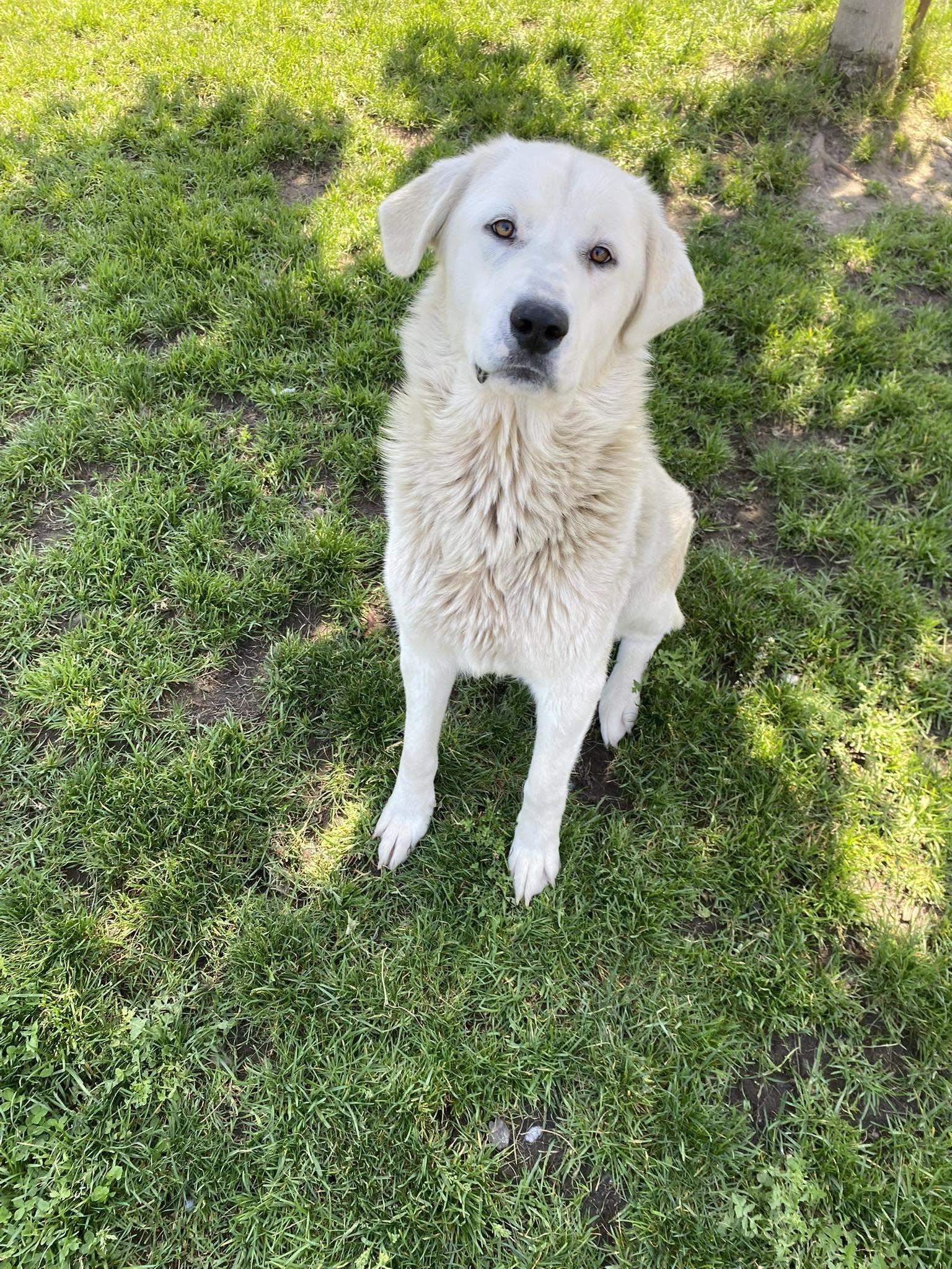 Mahi - ADOPTABLE, a ADOPTABLE Great Pyrenees in Chilliwack, BC image 6/6