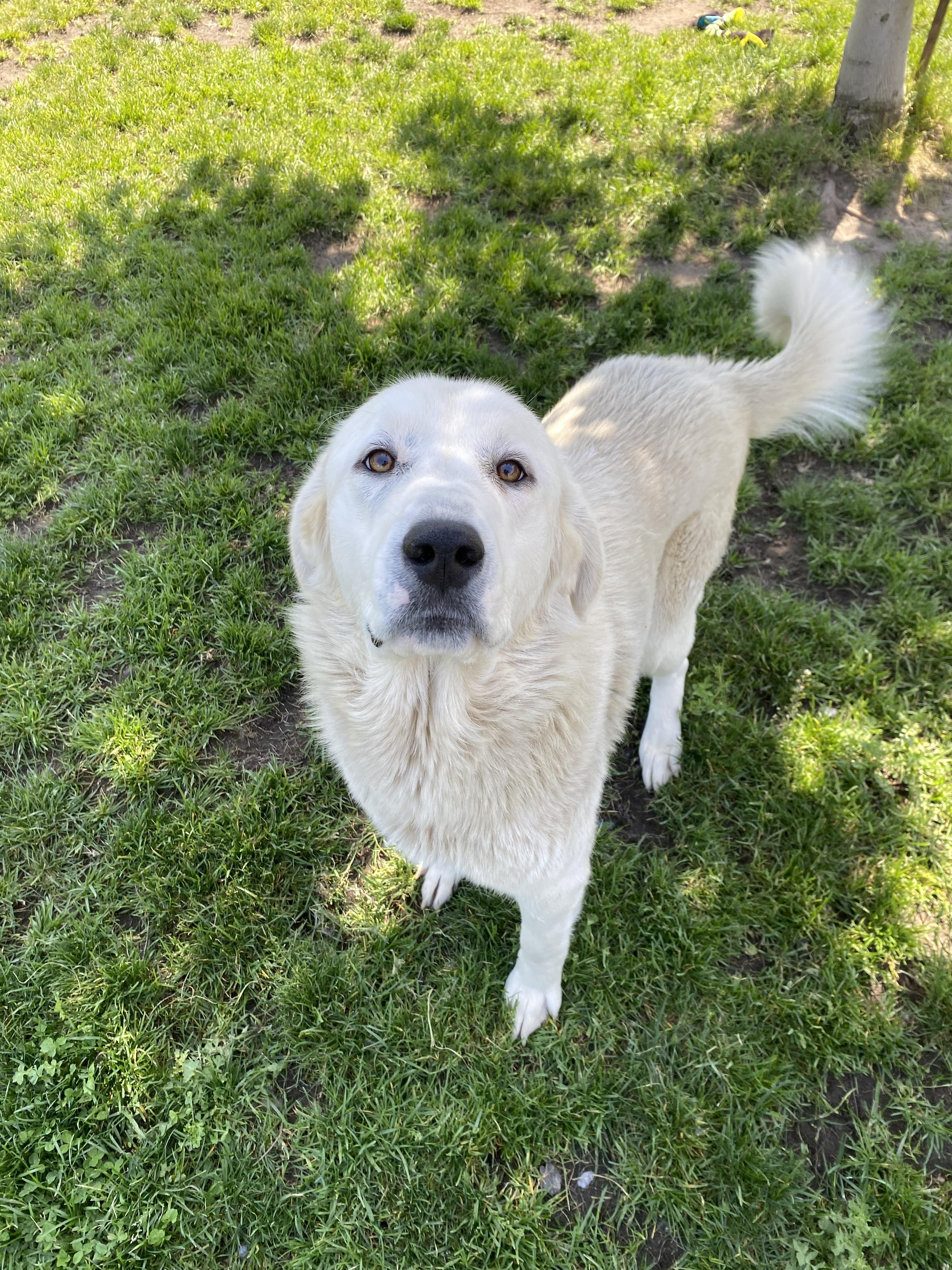 Mahi - ADOPTABLE, a ADOPTABLE Great Pyrenees in Chilliwack, BC image 5/6