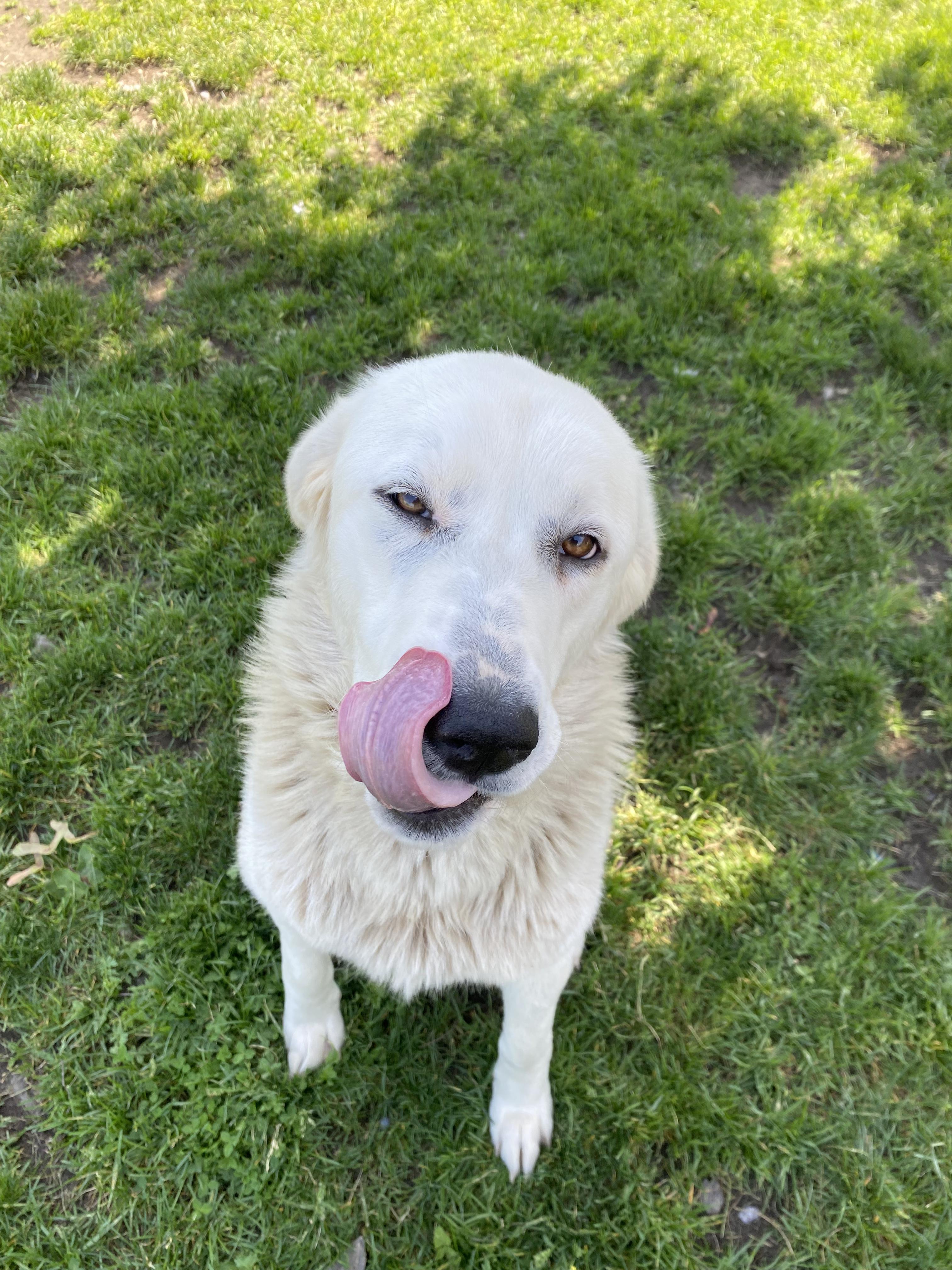 Mahi - ADOPTABLE, a ADOPTABLE Great Pyrenees in Chilliwack, BC image 2/6