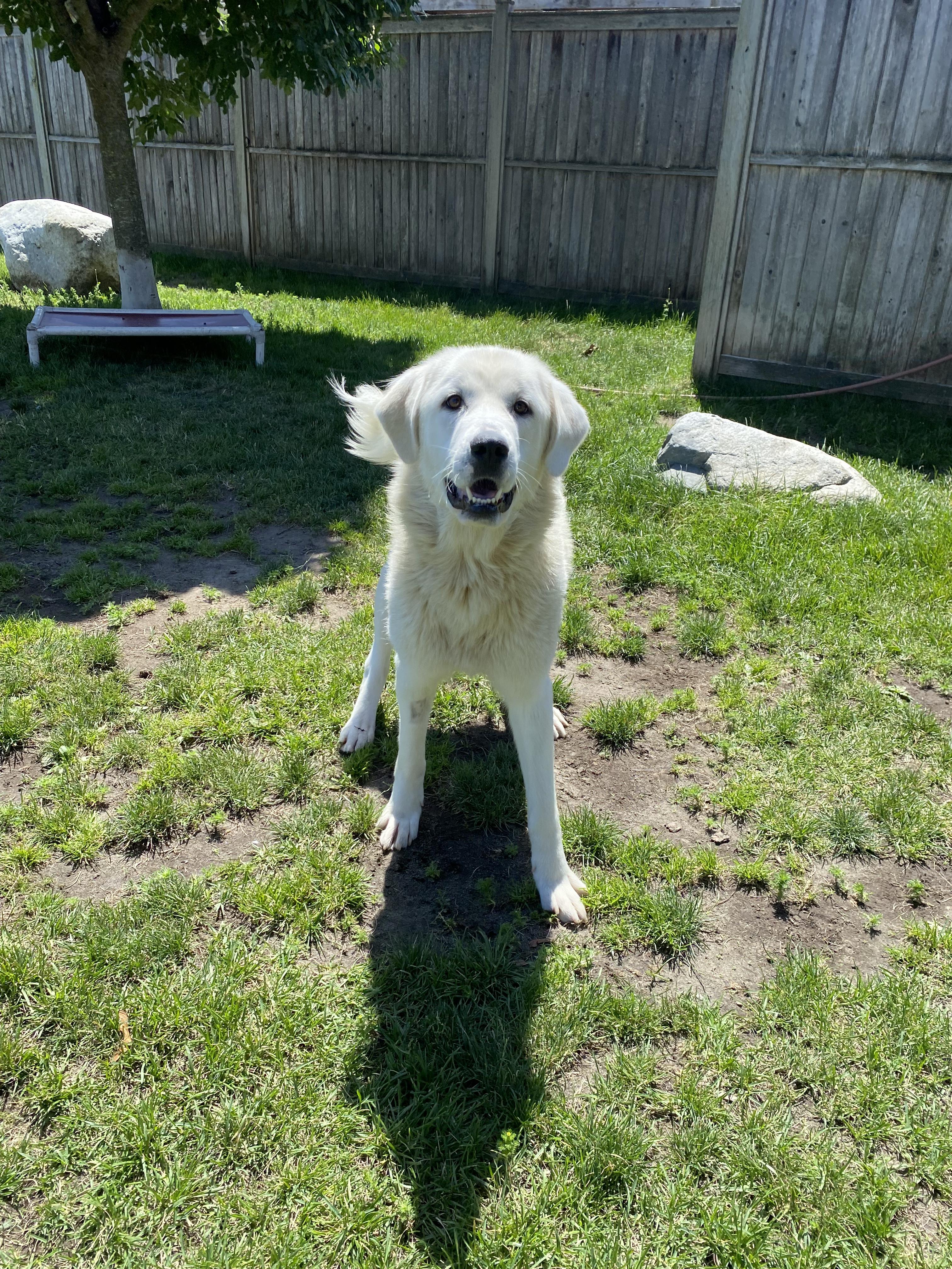 Mahi - ADOPTABLE, a ADOPTABLE Great Pyrenees in Chilliwack, BC image 3/6