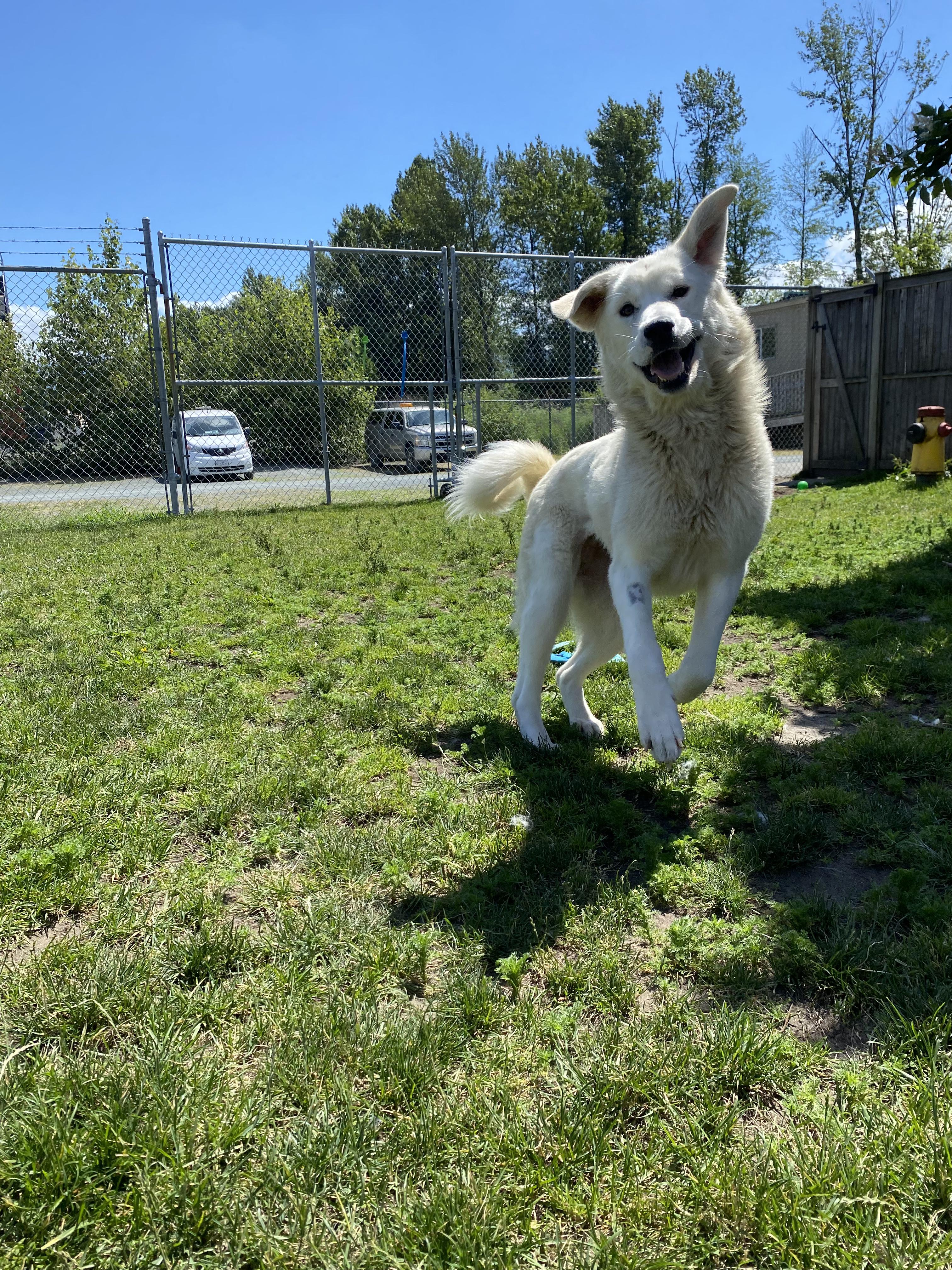Mahi - ADOPTABLE, ADOPTABLE, Adult Female Great Pyrenees.
