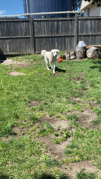 Enlarge Mahi - ADOPTABLE, a ADOPTABLE Great Pyrenees in Chilliwack, BC video 4/6