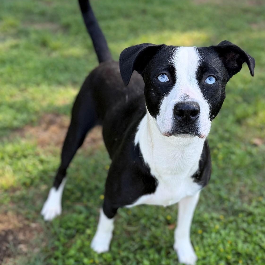 Enlarge Hope, a ADOPTABLE Mixed Breed in Summerdale, AL image 1/1