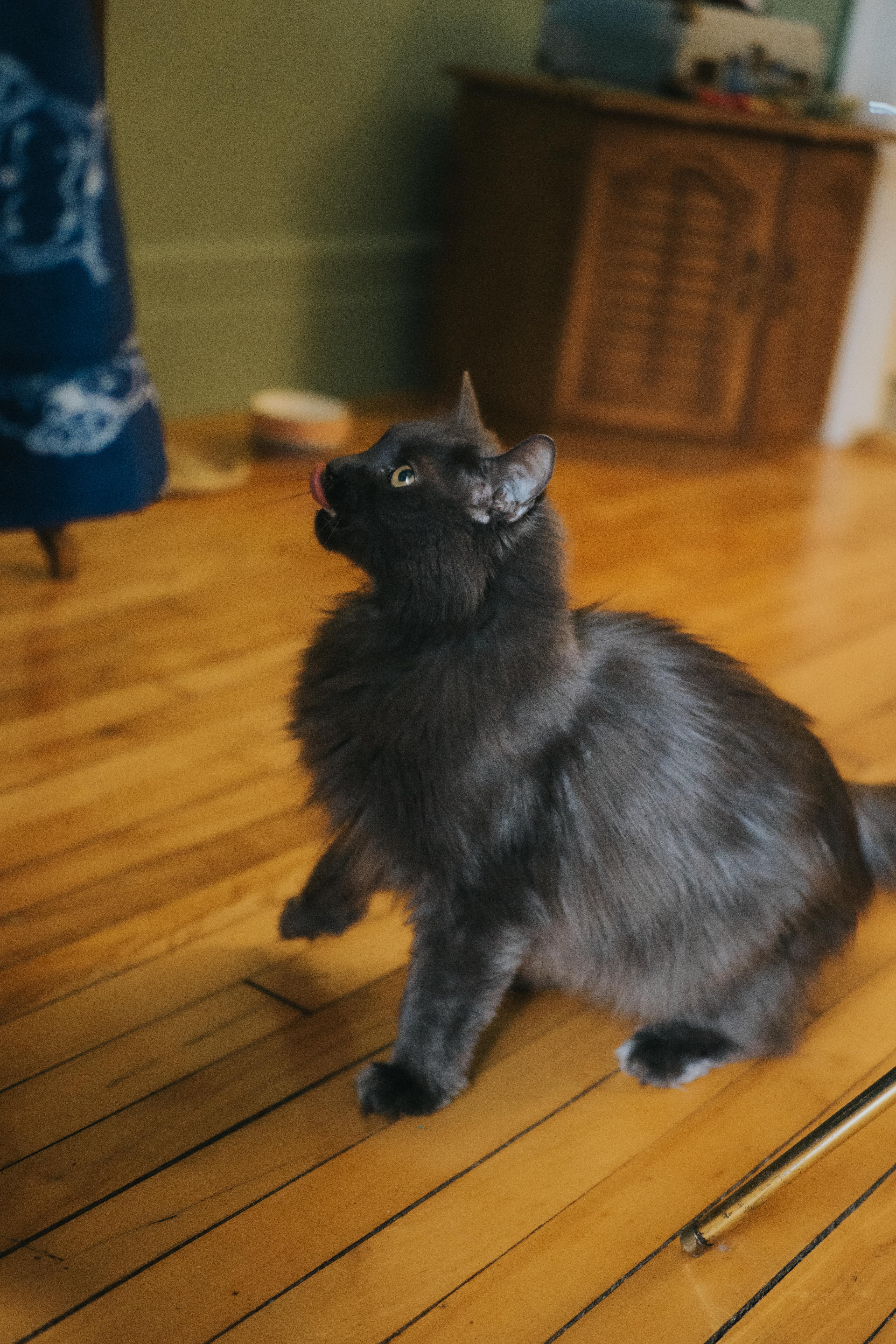 Enlarge Silver, a Adoptable Domestic Long Hair in Montreal, QC image 2/4