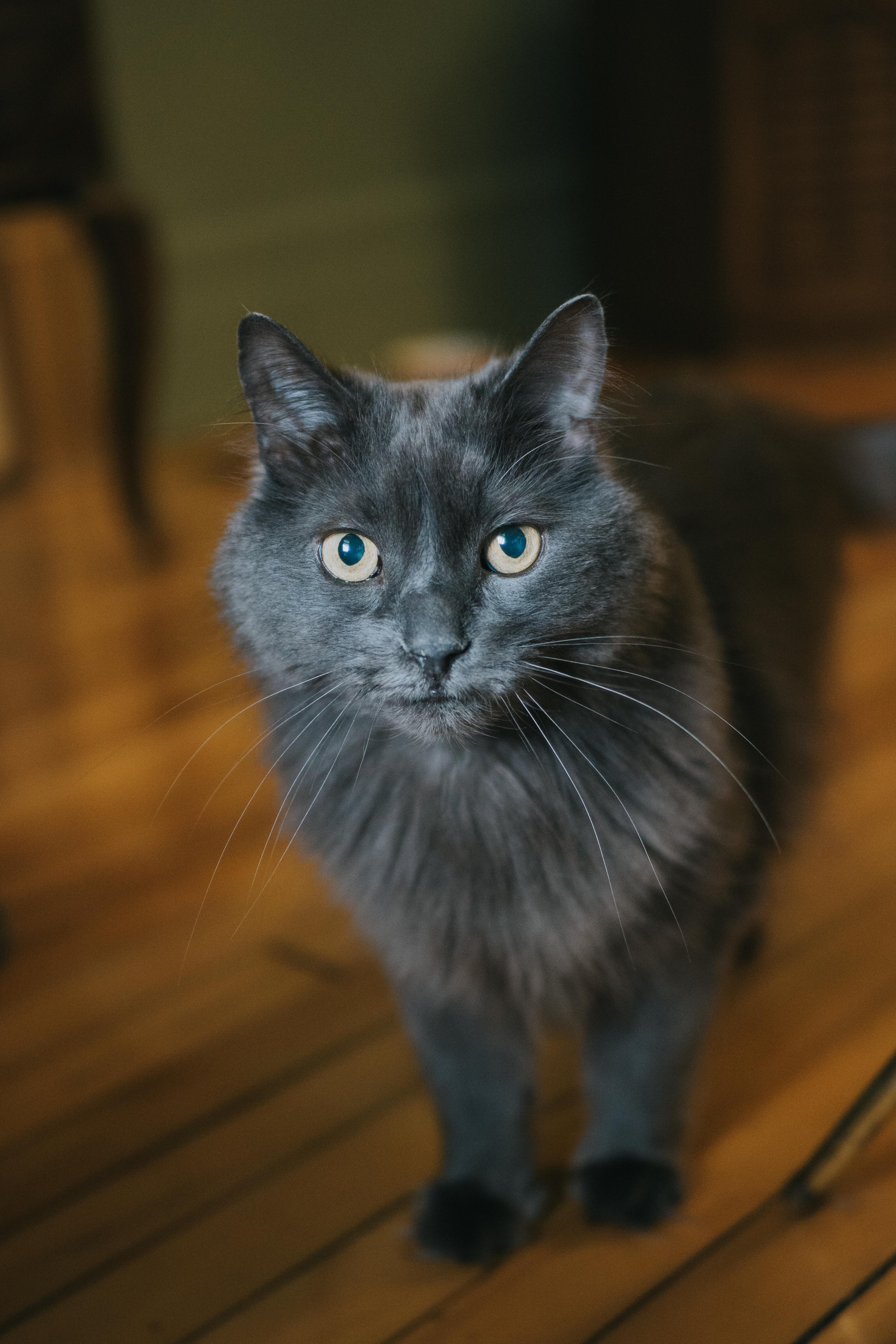 Enlarge Silver, a Adoptable Domestic Long Hair in Montreal, QC image 1/4