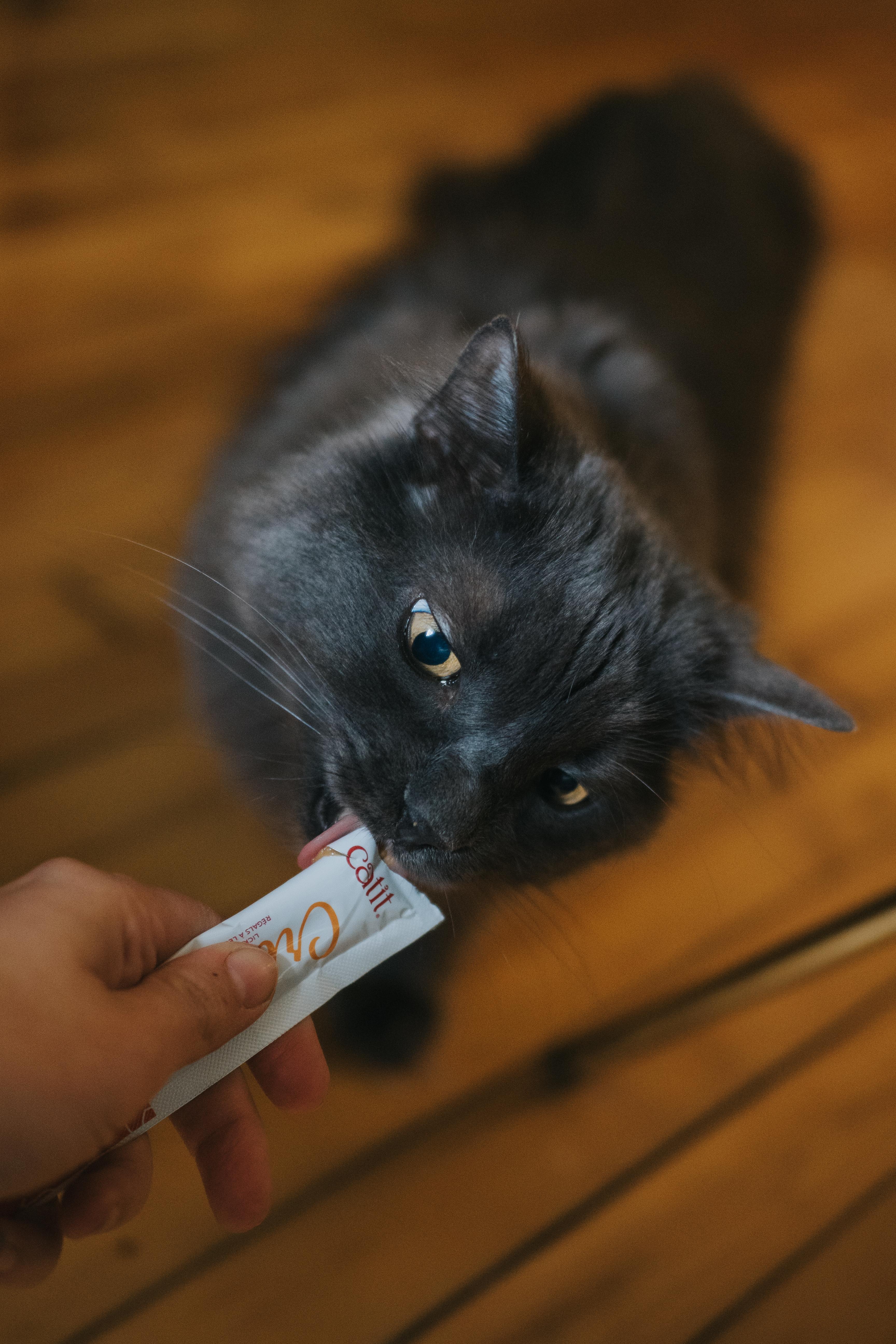 Enlarge Silver, a Adoptable Domestic Long Hair in Montreal, QC image 3/4