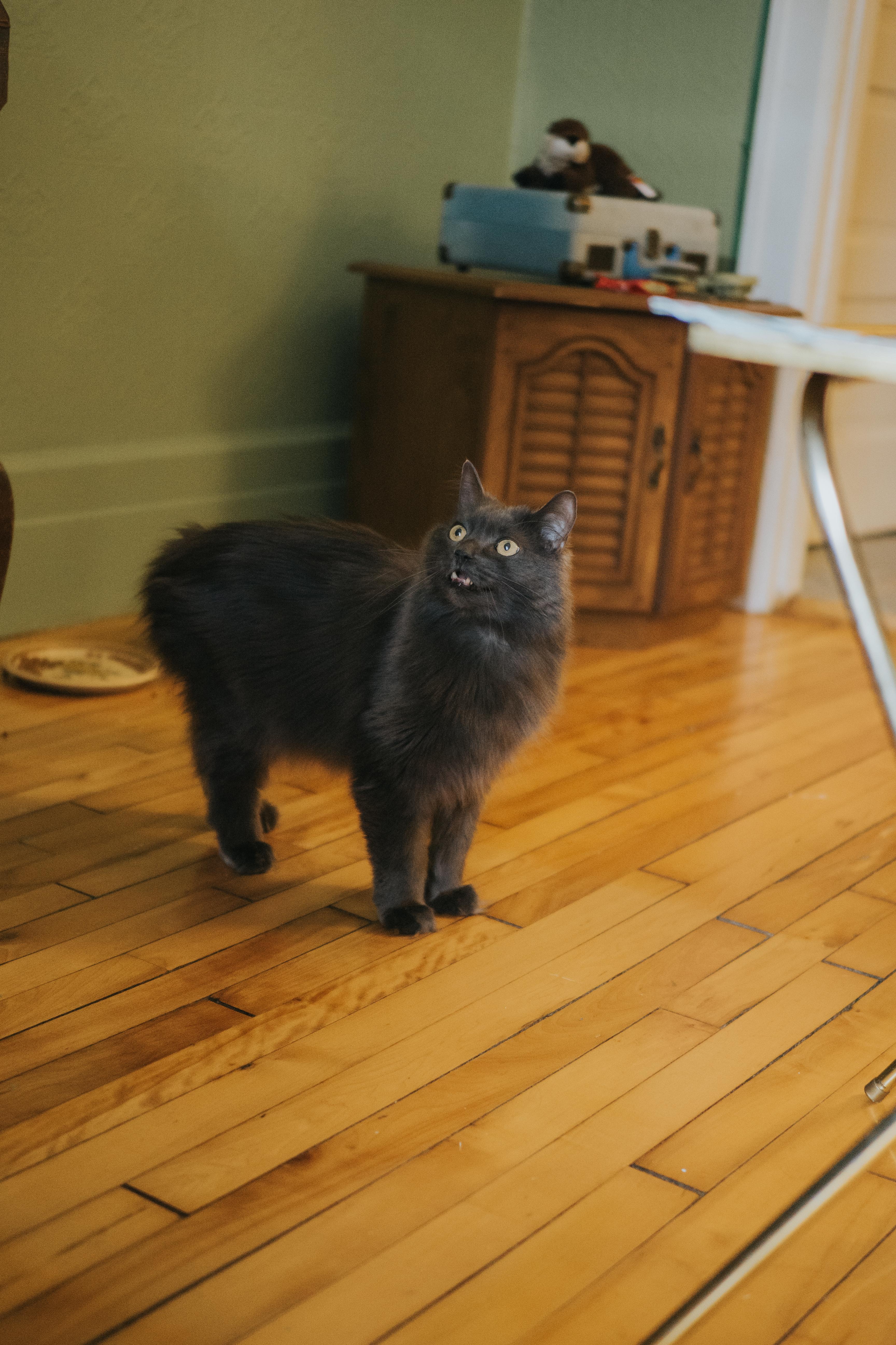Enlarge Silver, a Adoptable Domestic Long Hair in Montreal, QC image 4/4