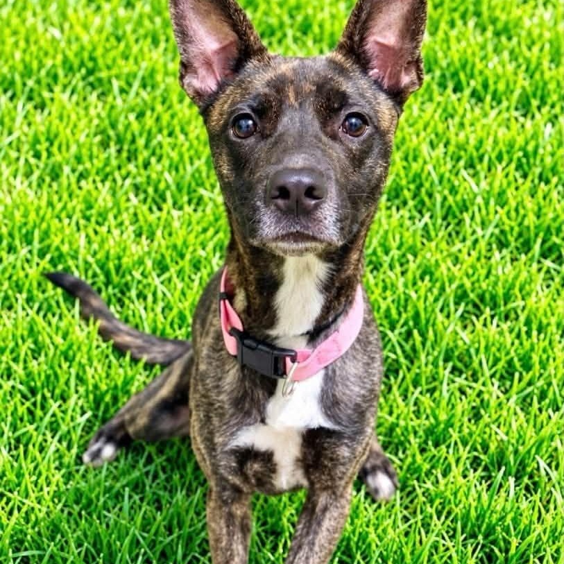 Enlarge Lola, a Adoptable mixed breed in Battle Creek, MI image 1/1