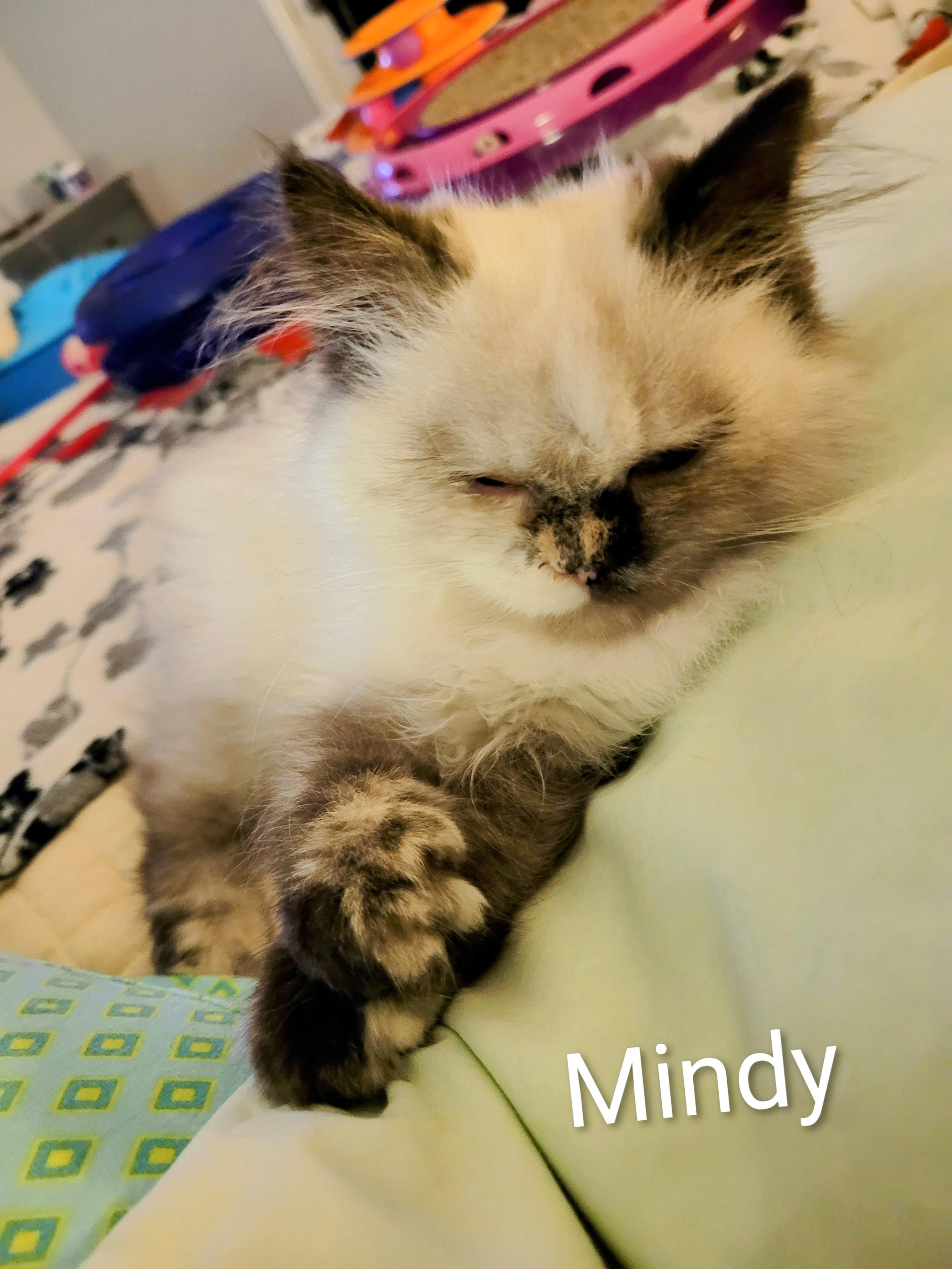 Mindy (f) 3 mths Himalayan tortoise