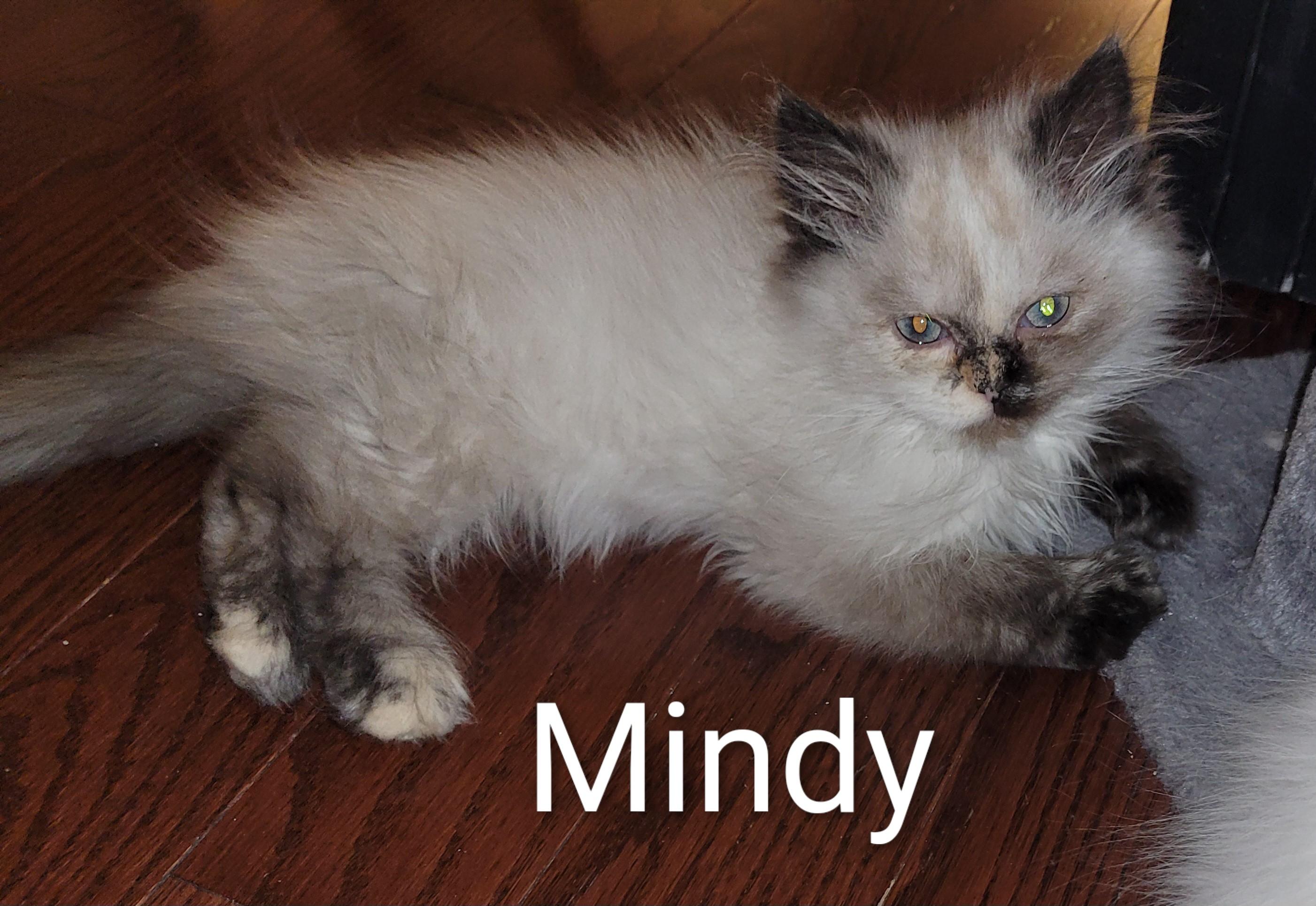 Mindy (f) 3 mths Himalayan tortoise, an adoptable Himalayan in Ottawa, ON, K4A 0P3 | Photo Image 4