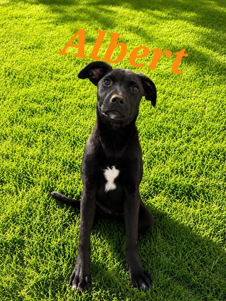 Albert, Adoptable, Young Male Labrador Retriever & Boxer.