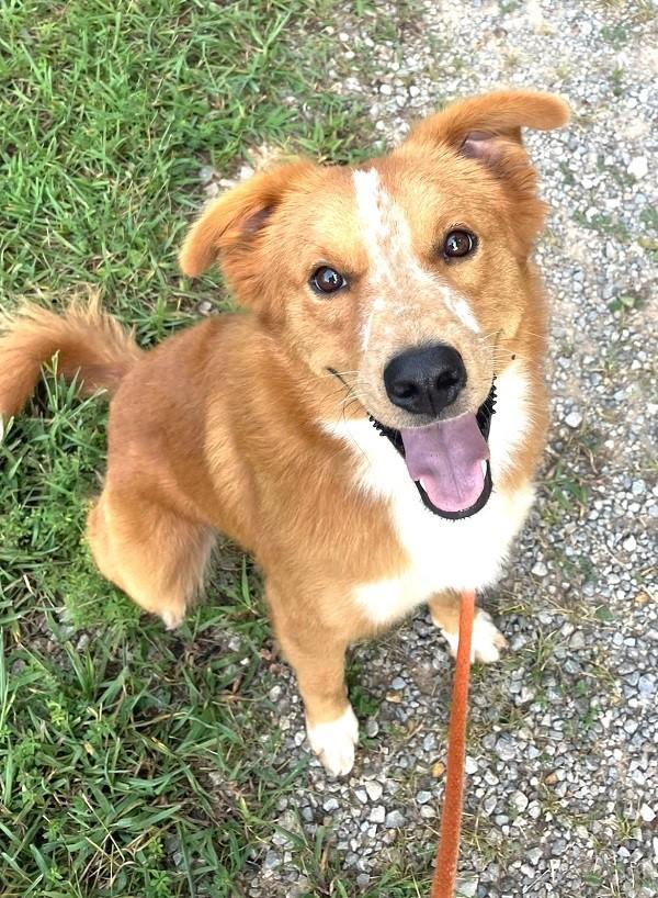 FRECKLES, adopted, Adult Male Collie.