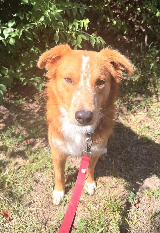 Enlarge FRECKLES, an adopted mixed breed in Pegram, TN image 5/6