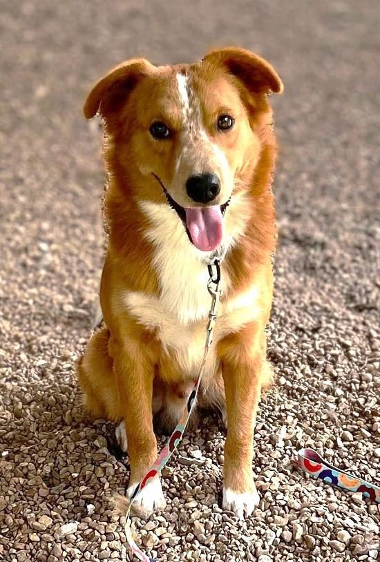 Enlarge FRECKLES, an adopted mixed breed in Pegram, TN image 6/6
