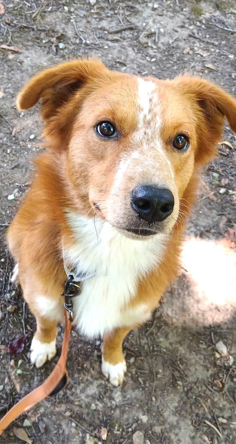 Enlarge FRECKLES, an adopted mixed breed in Pegram, TN image 4/6