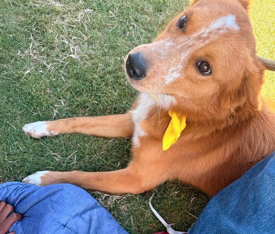 Enlarge FRECKLES, an adopted mixed breed in Pegram, TN image 3/6