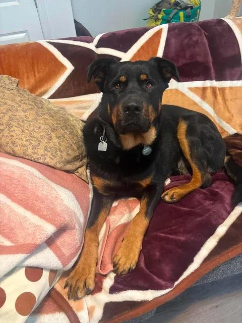 Trapper, adopted, Adult Male Rottweiler.