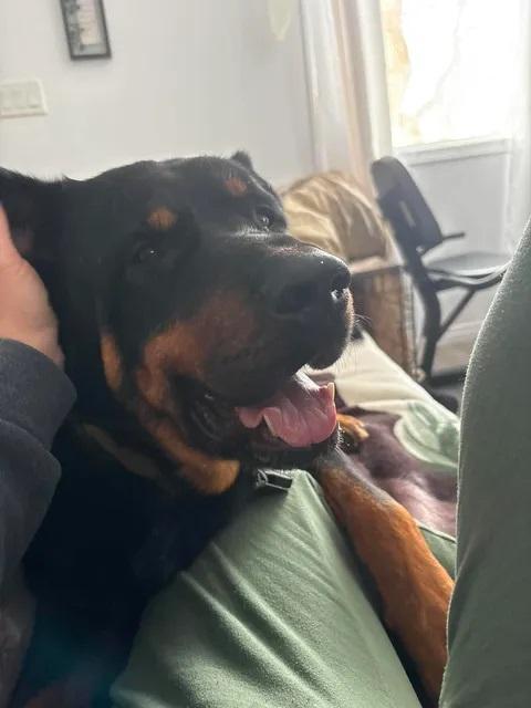 Trapper, an adopted Rottweiler in Winnipeg, MB image 2/5