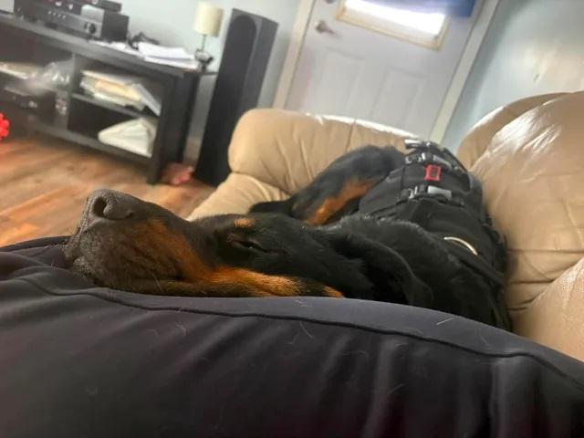 Trapper, an adopted Rottweiler in Winnipeg, MB image 5/5